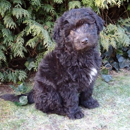Filou